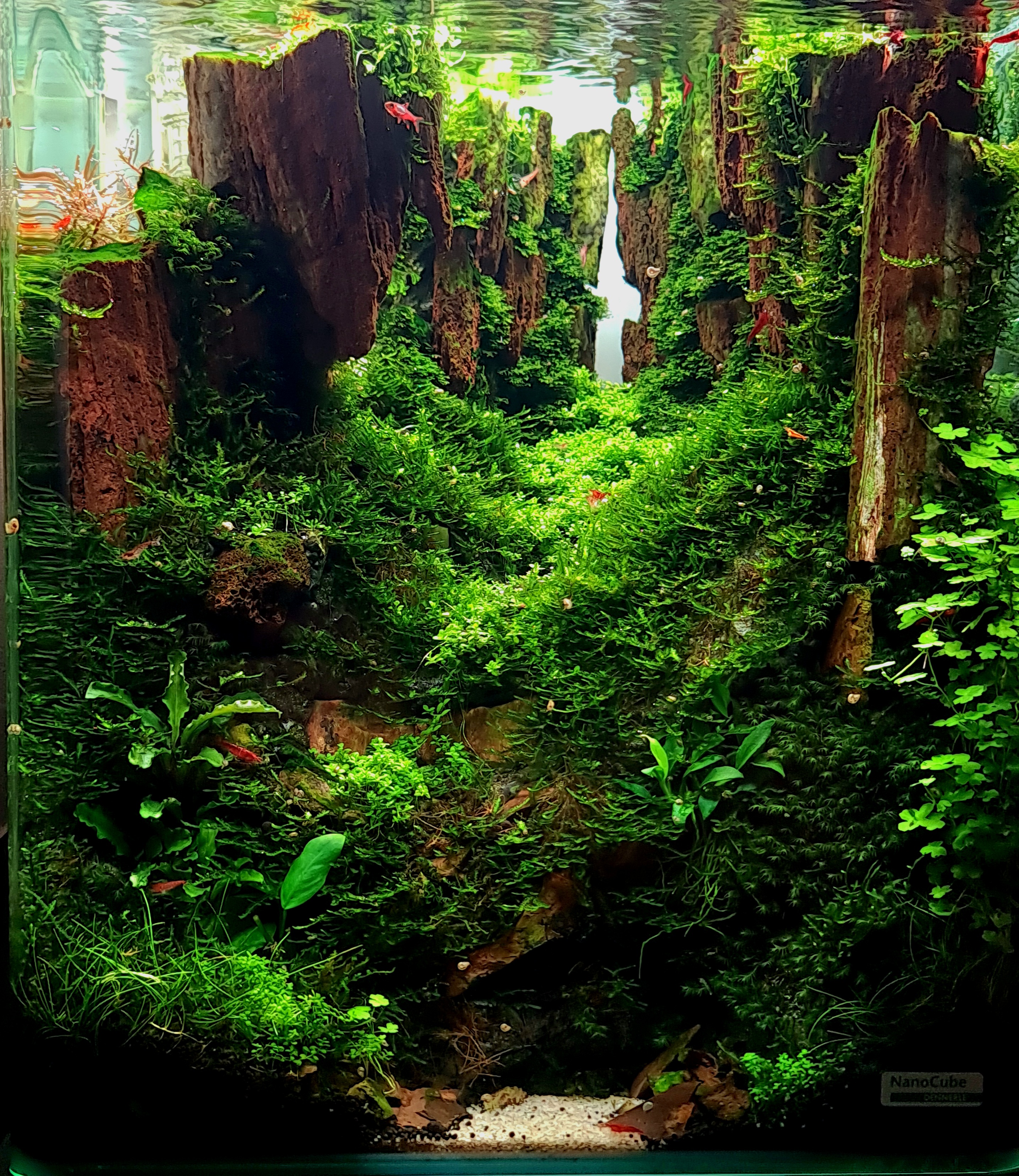 Neverland by Petru Dirlau β Nano Category, Place 2