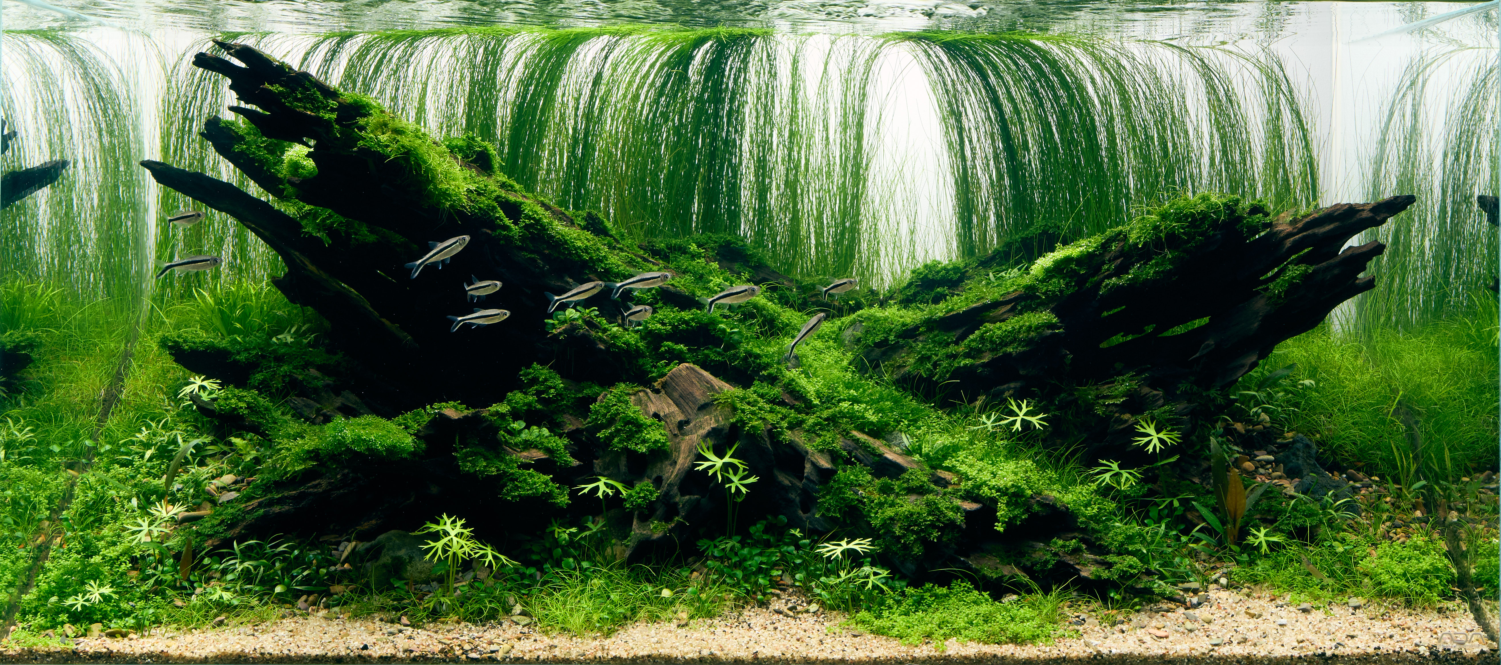 Afterfall by Agnieszka Schoeneck β Large Category, Place 3