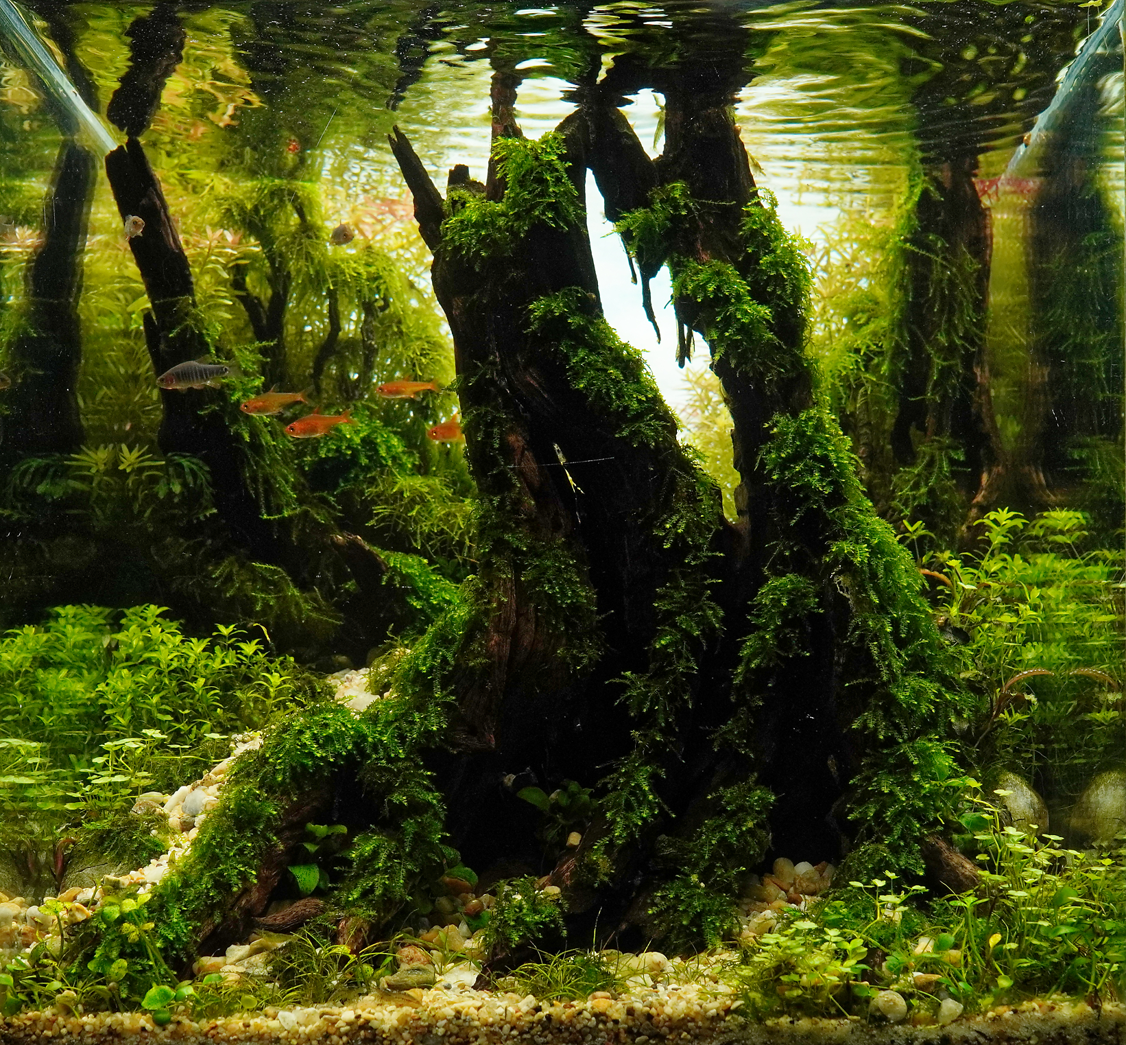 Hide and seek by Adrian Cristian Asaftei β Nano Category, Place 3