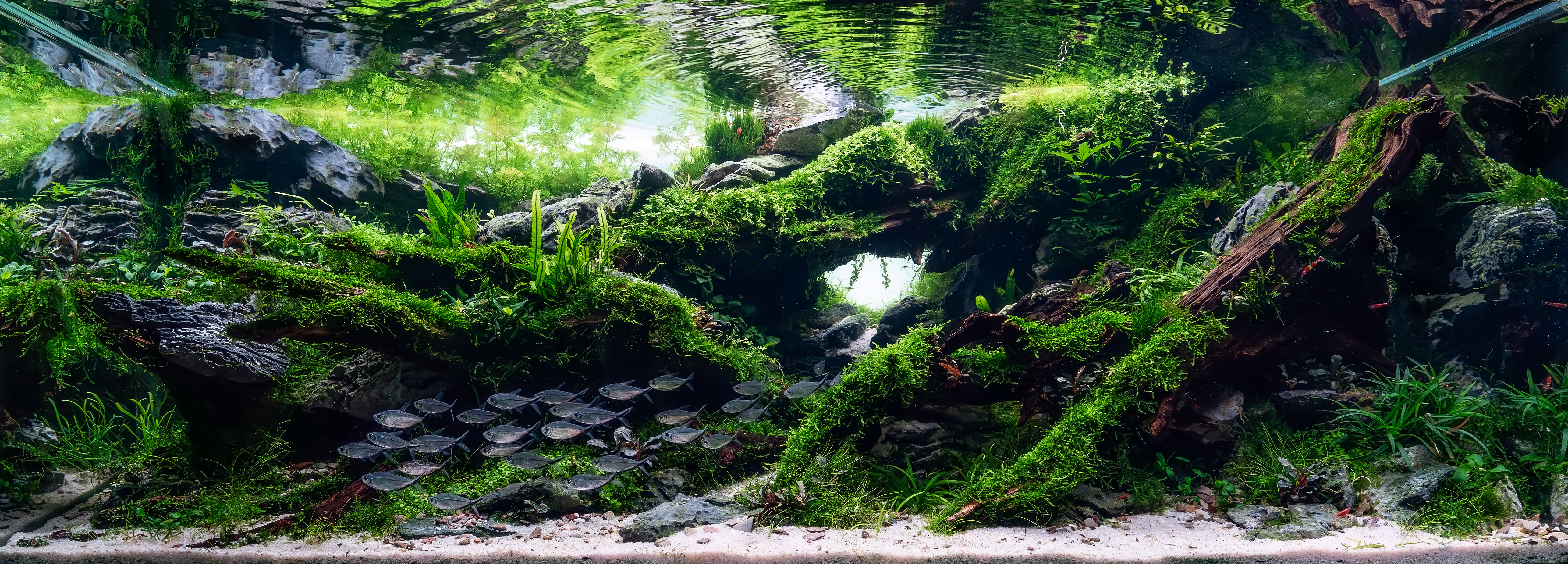 Beyond The Shadows by Luis Filipe Samora Cardoso β 2X-Large Category, Place 2