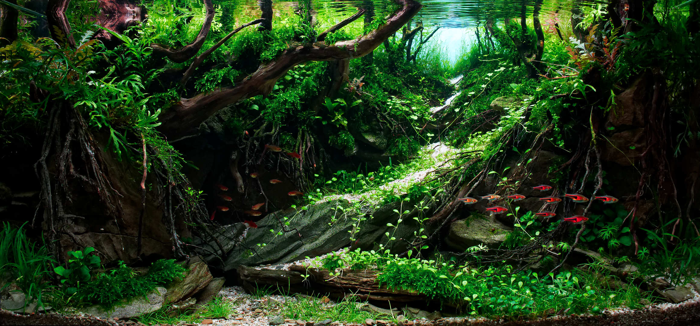 Out of the dark by Adrian Cristian Asaftei β Medium Category, Place 1
