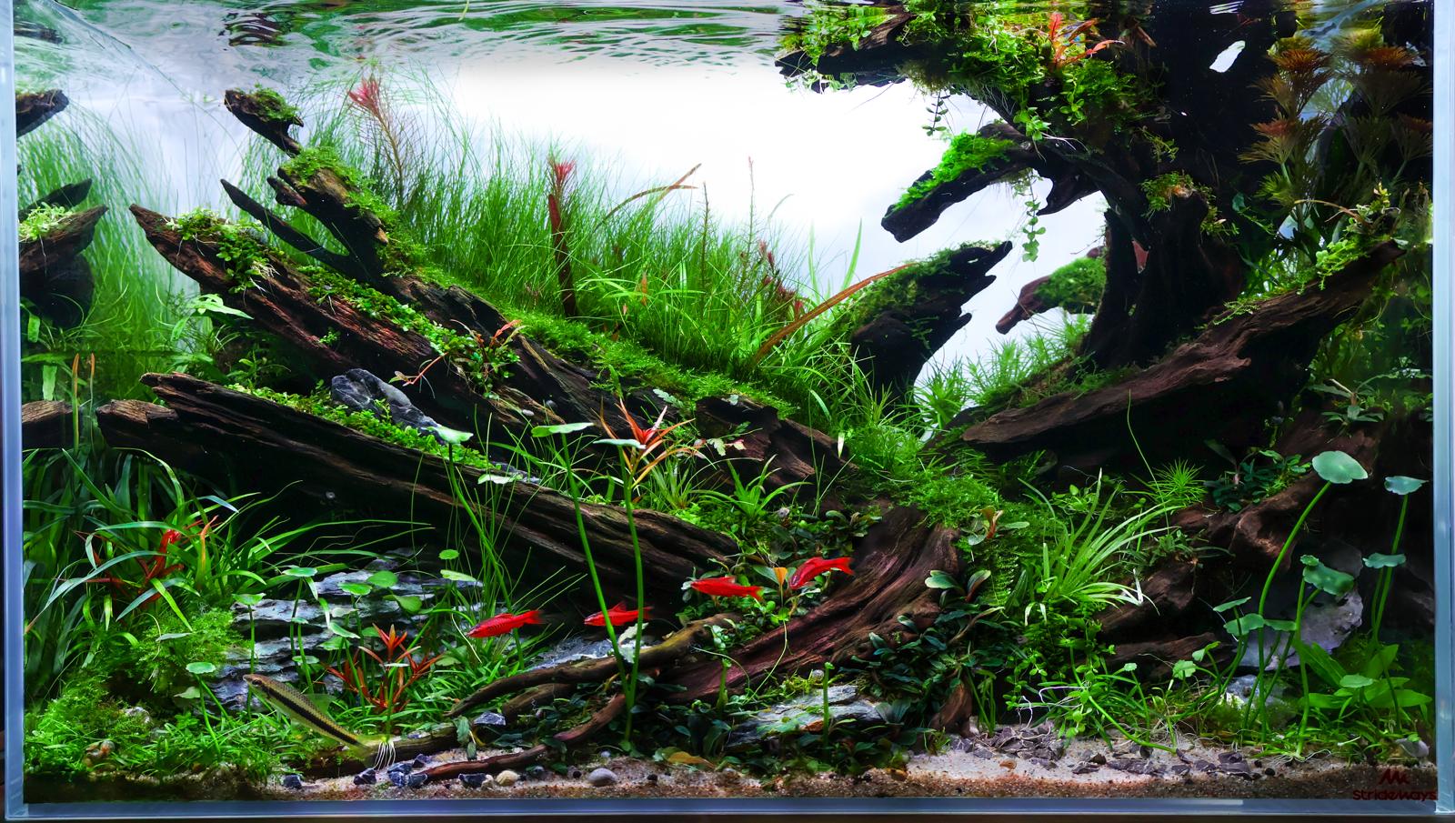 GENESIS by Salvatore Scifo β Small Category, Place 3