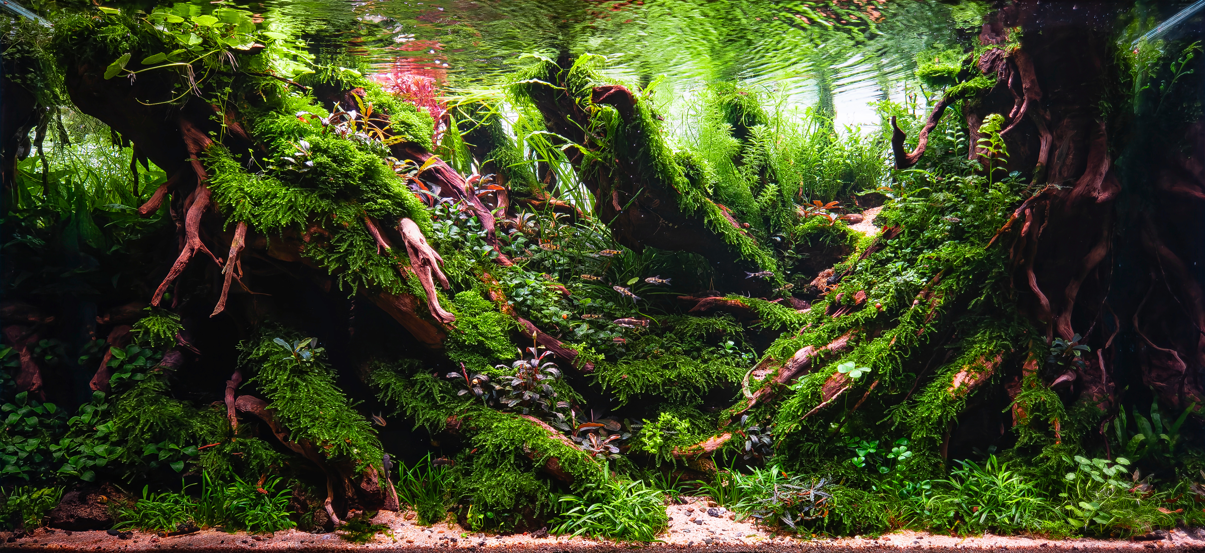 Whispers of the Undergrowth by SΕawomir Szaniawski β X-Large Category, Place 3