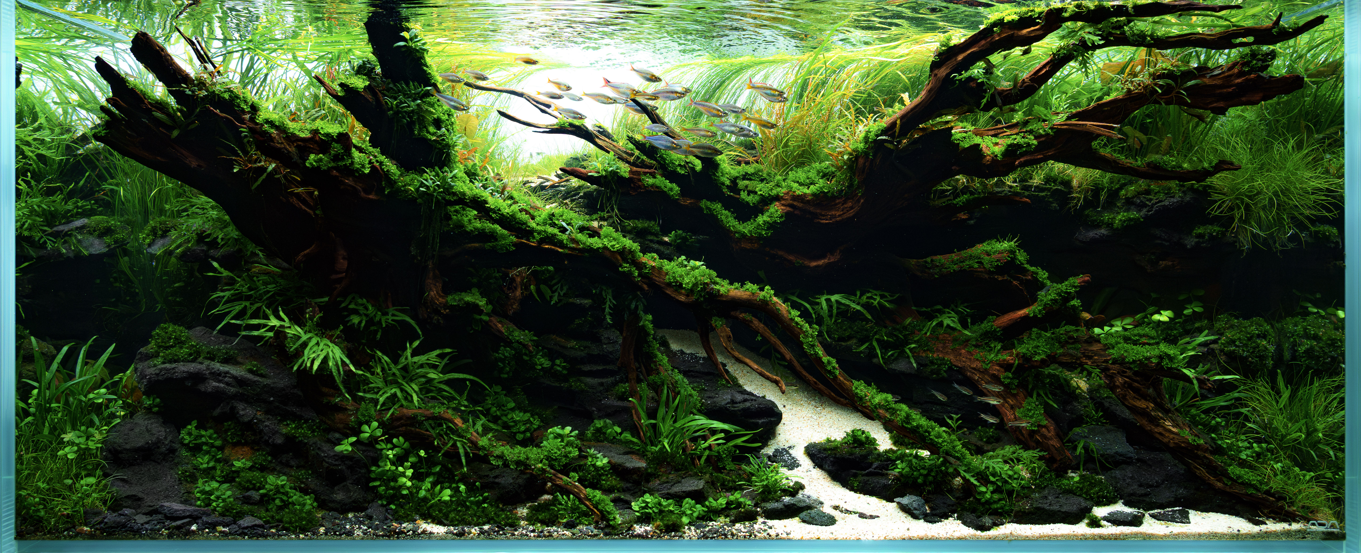 Sundering by Florian Minnerop β European Aquascaping Champion 2026