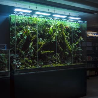 Large Vivarium featuring a dense, tropical ecosystem filled with lush plants, moss, ferns, and decorative wood. It is housed in a glass enclosure divided into sections, illuminated from above by suspended LED lights that highlight the greenery and natural details. The setup rests on a black cabinet with storage doors.