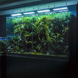 Large Vivarium featuring a dense, tropical ecosystem filled with lush plants, moss, ferns, and decorative wood. It is housed in a glass enclosure divided into sections, illuminated from above by suspended LED lights that highlight the greenery and natural details. The setup rests on a black cabinet with storage doors.