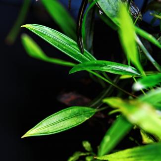 Macro photography of Aridarum caulescens aquatic plant.