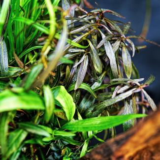 Macro photography of Hygrophila lancea "Araguaia" aquatic plant.