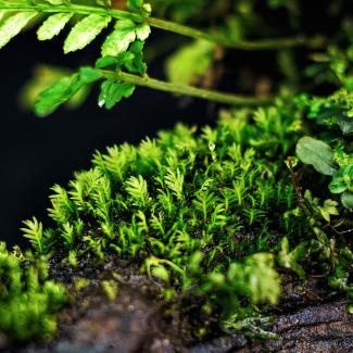 Macro photography of Fissidens "Nobilis" aquatic moss.