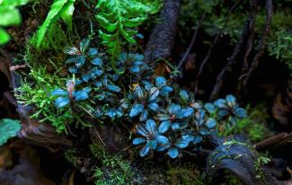 Macro photography of Bucephalandra plant.