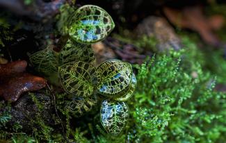 Macro photography of Macodes petola orchid.