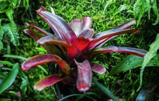 Macro photography of Neoregelia sp. "Fireball" plant.