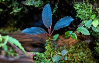 Macro photography of Bucephalandra kishii plant.