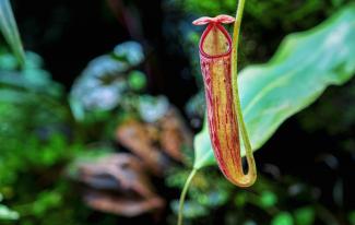 Macro photography of Nepenthes plant.