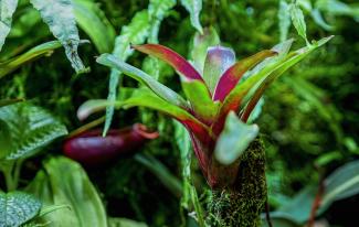 Macro photography of Neoregelia sp. "Gemini" plant.