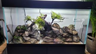 hardscape progress