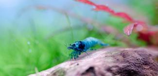 Taiwan bee blue bolt
