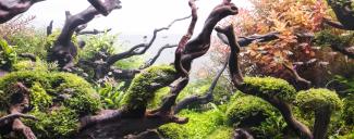 aquascaping particolare