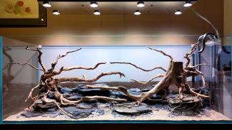 Aquarium, Hardscape, slate stone, red moore wood