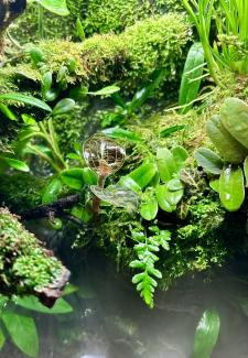 Another Juwel Orchid