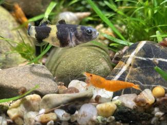 On the picture is a small striped fish and a yellow shrimp.