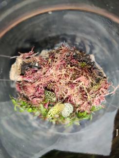 a round moss ball (Sphagnum Rubella) placed on a cork bark wrapped in delicate green fern-like plants (Hygrophila pinnatifida). 