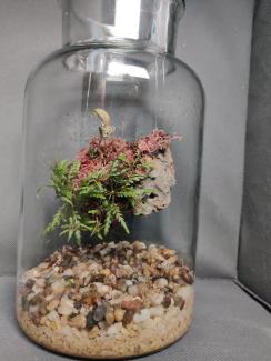 The image shows a glass jar terrarium. Inside the jar, at the base, there is a layer of small, colorful pebbles in shades of white, beige, brown, and grey. Suspended above the pebbles, without visibly touching the bottom is a round moss ball (Sphagnum Rubella) placed on a cork bark wrapped in delicate green fern-like plants (Hygrophila pinnatifida).  Growing from the top of the moss ball are a few small plants ( Anoectochilus roxburghii). The jar is cylindrical.