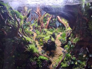 Dry start phase attaching moss and epiphites in tank