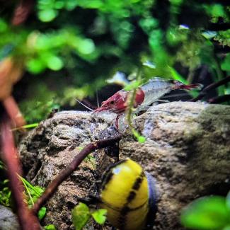 A neocaridina rili shrimp and clithion corona snail on frodo stone