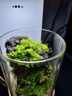 Dooa glass pot maru 15x9.5