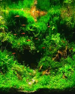Aquarium design inspired by forest