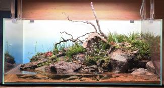 60F paludarium front