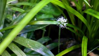 Hydrocotyle verticillata blossom 