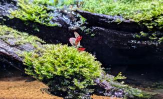 Detail_Moss and Phyllantus