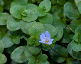 Bacopa blossom 