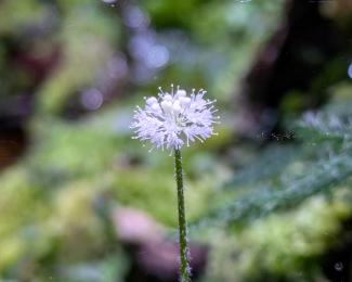 Hydrocotyle blossom 
