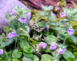 Hygrophila blossom 