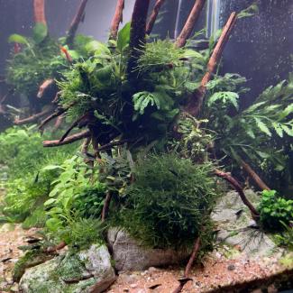 Jungle style aquascape