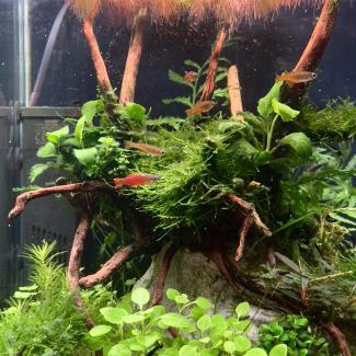 Jungle style aquascape