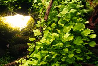 main focal point Cardamine lyrata