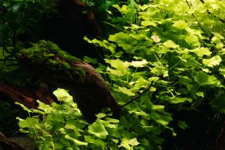 secondary focal point Cardamine lyrata