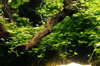 central reflection of the water surface
