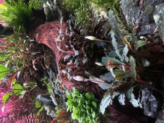 Detail of aquatic plant in aquarium while blossoming