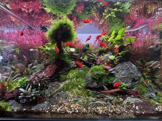 Picture of planted aquarium, with a natural style, with rock, wood and several species of aquatic plants, with fishes, shrimps and snails