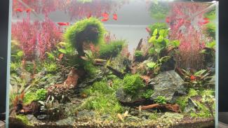 Picture of planted aquarium, with a natural style, with rock, wood and several species of aquatic plants, with fishes, shrimps and snails