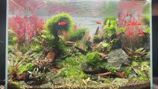 Picture of planted aquarium, with a natural style, with rock, wood and several species of aquatic plants, with fishes, shrimps and snails