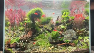 Picture of planted aquarium, with a natural style, with rock, wood and several species of aquatic plants, with fishes, shrimps and snails