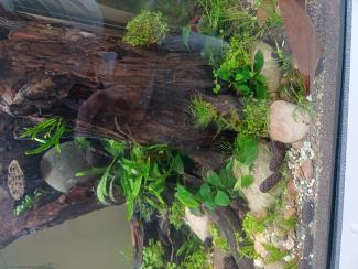 A close of of the tree.