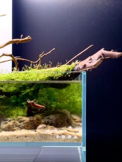 Perspective from the left side 