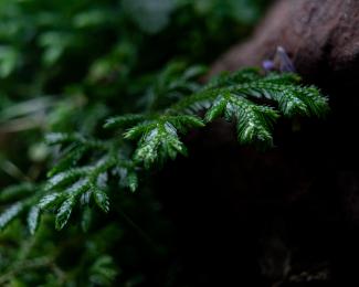 Selaginella martensii
